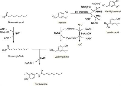 Recombinant yeast for production of the pain receptor modulator nonivamide from vanillin